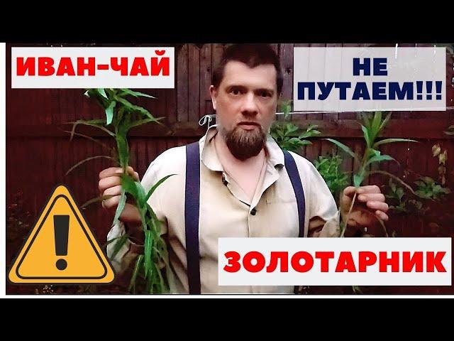 НЕ перепутать! Иван-Чай и Золотарник