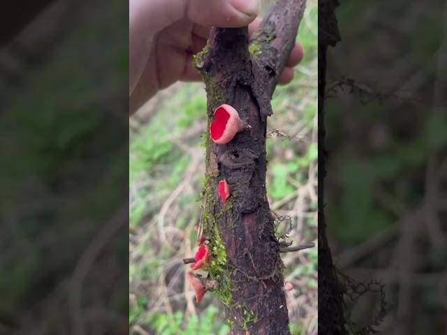 Scarlet elf cup #mushroom #food #science #explore #uk #learning #knowledge #facts #photography