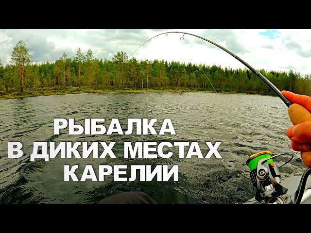 РЫБАЛКА В ПЕРВЫЙ ДЕНЬ ЛЕТА. РЫБА ЗА РЫБОЙ ТАКОГО НЕ ОЖИДАЛ! Рыбалка на лесном озере в июне 2025