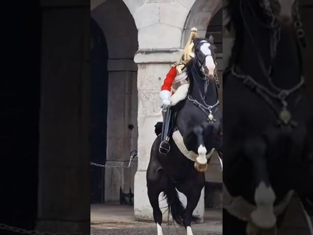 Horse rears up #horseguard