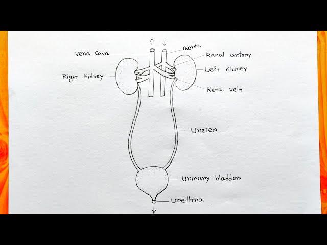 How to draw human excretory system easy|How to draw human Urinary system|Urinary system diagram easy