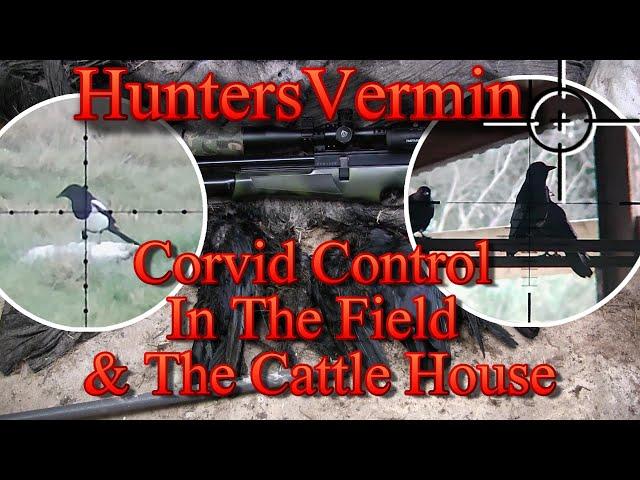 Air Rifle Hunting Corvid Control In The Field And The Cattle House