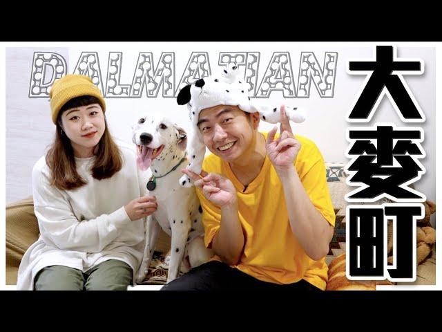 【犬の系列】#大麥町 犬界的斜槓青年，英國馬車犬兼美國消防隊吉祥物！全身斑點是「忠心」的象徵！？Dalmatian｜@熊爸估狗dogtrainer