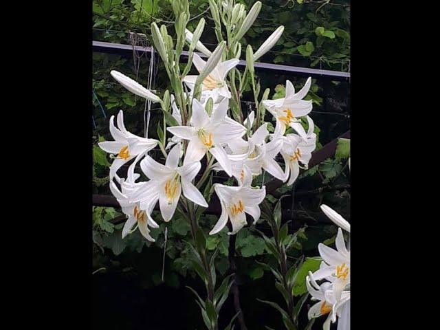 Лилия белоснежная. lilium candidum