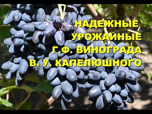 Виноград Румба и Могучий   www.vinograd-kriulya.com