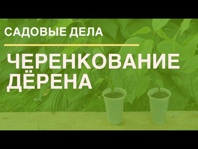 Черенкование дёрена | САДОВЫЕ ДЕЛА