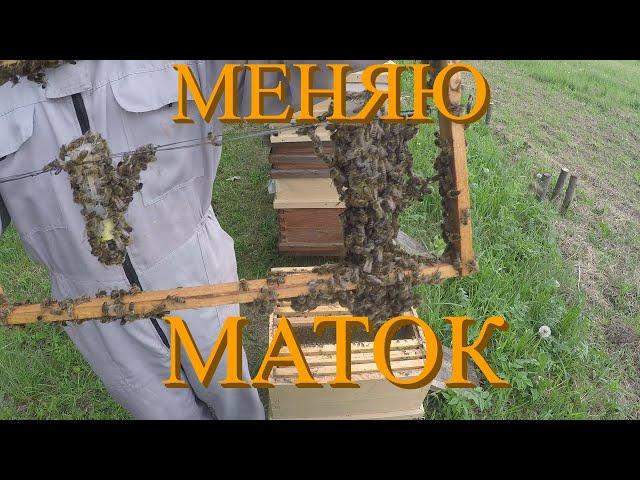 Меняю маток. Исправляю злую семью.