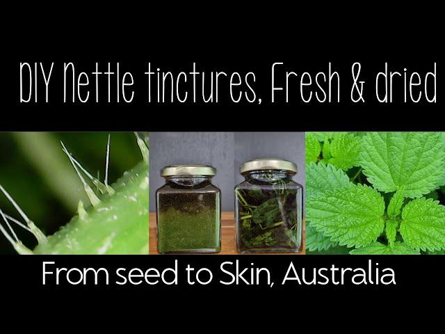 Stinging nettle tinctures using fresh and dried