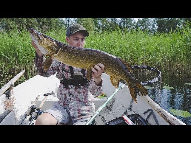 Pikes at 4.5 and 3.5 kg eat duckling.Frantic biting pike on a duckling.