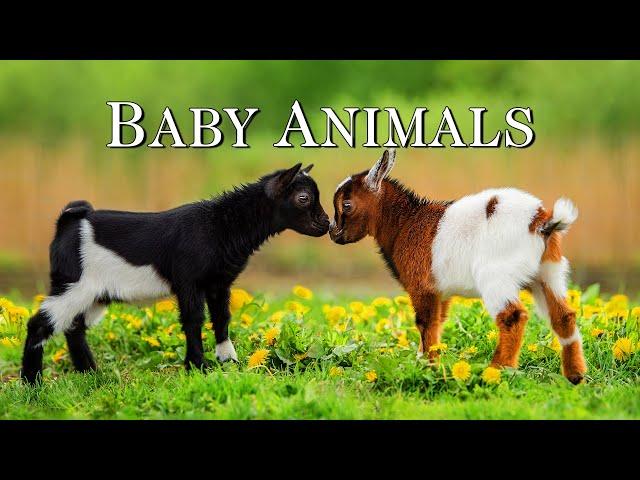 Baby Animals - Amazing World Of Young Animals | Scenic Relaxation Film