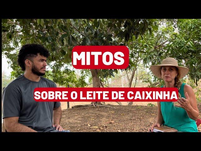 Desvendando os Mitos do Leite de Caixinha: Verdades e Falsos sobre o Leite UHT #roça #leite #viral