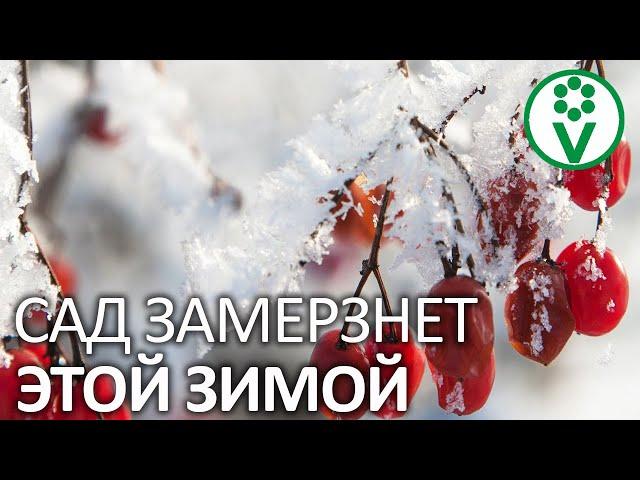 ВАШ САД  БЕЗ ЭТОГО ЗАМЕРЗНЕТ! Кому нужен влагозарядный полив?