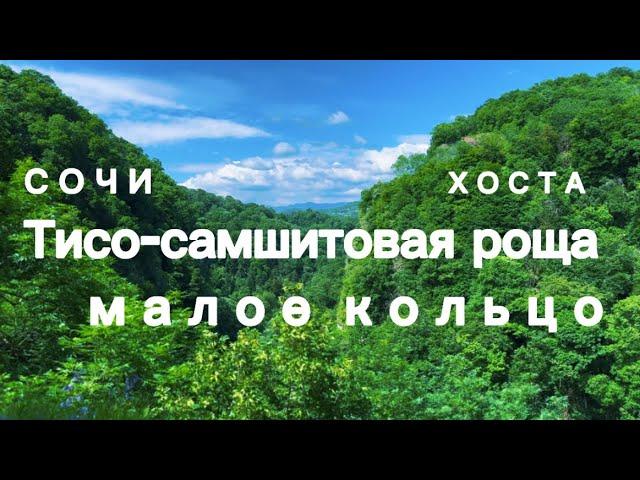 ТИСО-САМШИТОВАЯ РОЩА 2023 /СОЧИ/