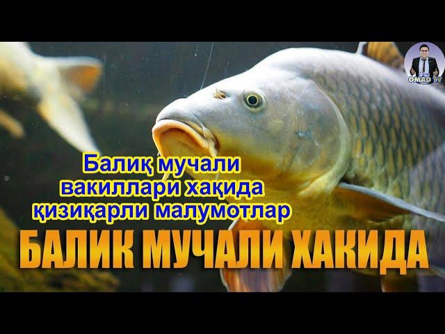 Балиқ мучали сохиблари #OMAD #TV