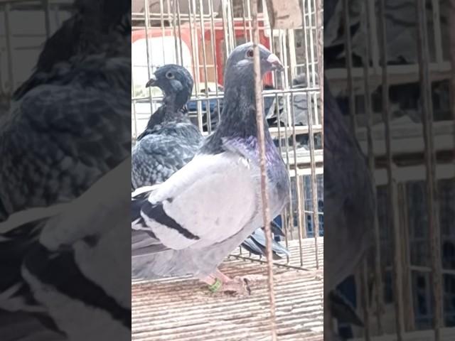 Quality Alhamdulillah #pigeon #bird