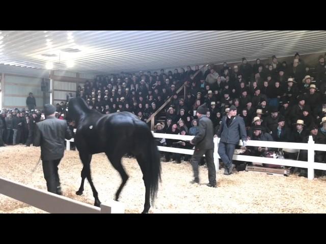 Amish Horse Sale Record Breaking Horse