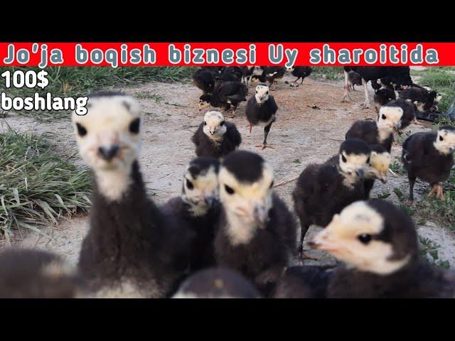 Joja boqish UY SHAROITIDA OSON YO'LLARI | INDYUK BOQISH | ИНДЮК БОҚИШ