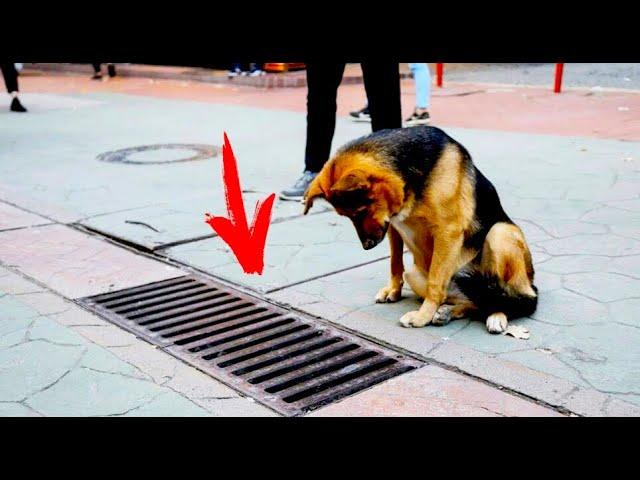 The dog looked into the sewer every day. People were shocked when the hatch was opened!