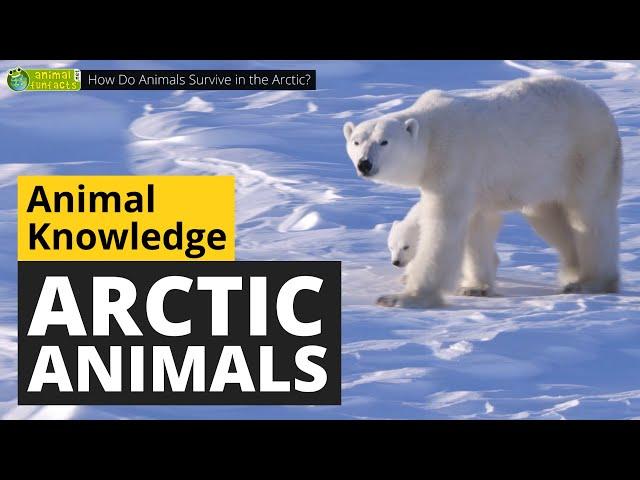How Do Animals Survive in the Arctic? ‍️ - Animals for Kids - Educational Video