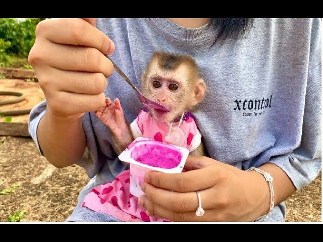 Monkey Linda and Vy visit the farm and eat dragon fruit yogurt