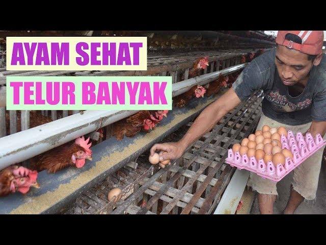 Dengan Metode Ini Ternak Ayam Petelur Menjadi Sukses Ayam Sehat Dan Produksi Telur Tinggi