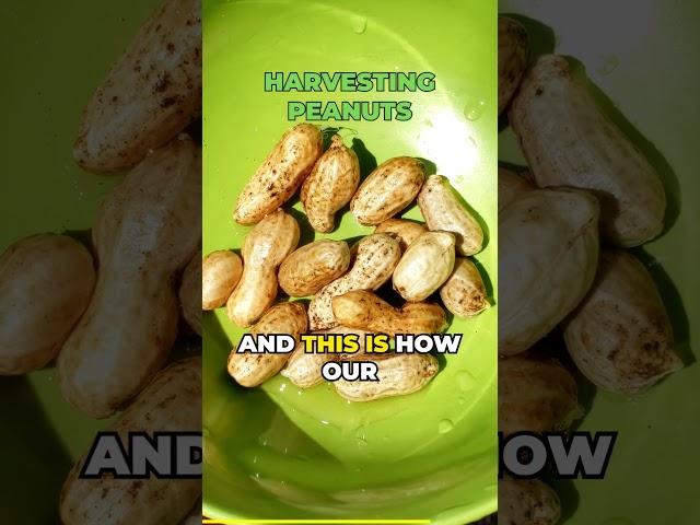 Harvesting Peanuts (Part 2 of 2) | Quick Guide | Shorts