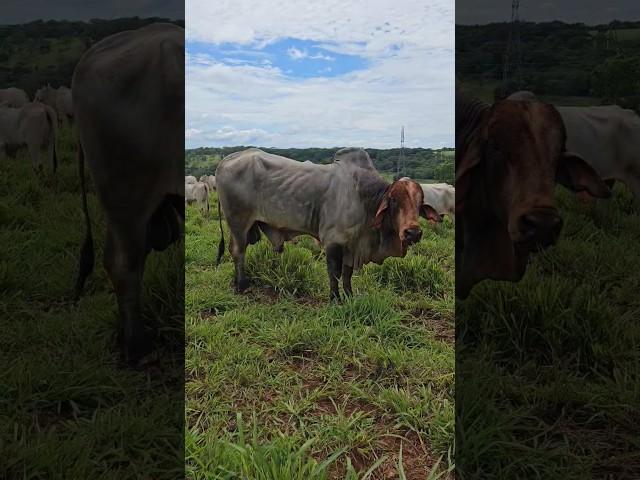 Touros se estranhando #gado #agro #gadobravo #vidanaroça #gadodecorte #touroreprodutor