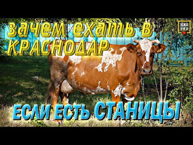 ЖИЗНЬ В СТАНИЦЕ. ЗА И ПРОТИВ. Переезд на юг: Мышастовка или Медведовка?