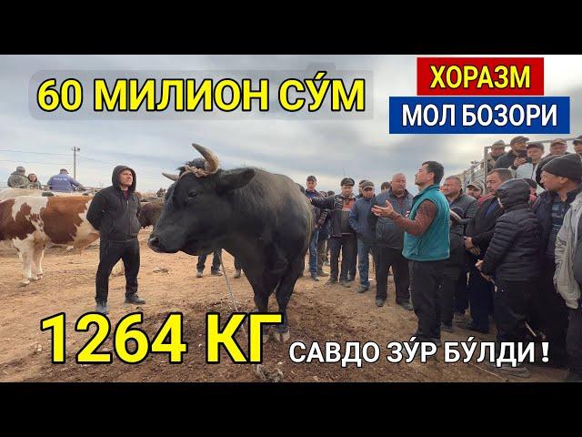 ХОРАЗМ УРГАНЧ МОЛ БОЗОРИ 60 МИЛИОН СУ́М 1264 КГ ГИГАНТ БУКА ЧИКДИ САВДО ЗУ́Р БУ́ЛДИ ХОРАЗМ БОЗОР