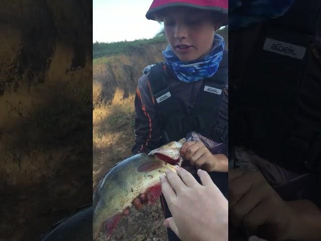 Giant redfin! https://www.youtube.com/watch?v=uavhVoA4Vzk #fish #fishing #australia