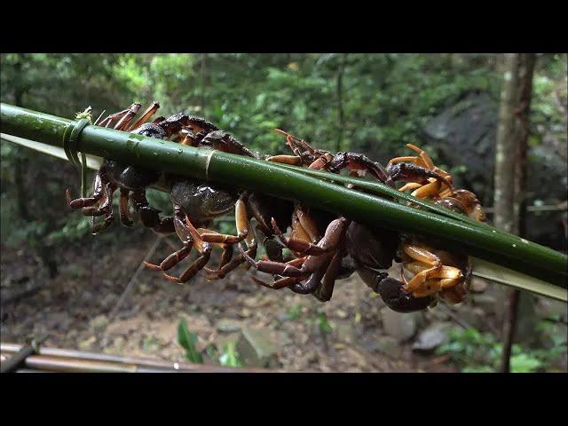 The crabs in the stream - 2 years of survival in the rainforest - episode 10