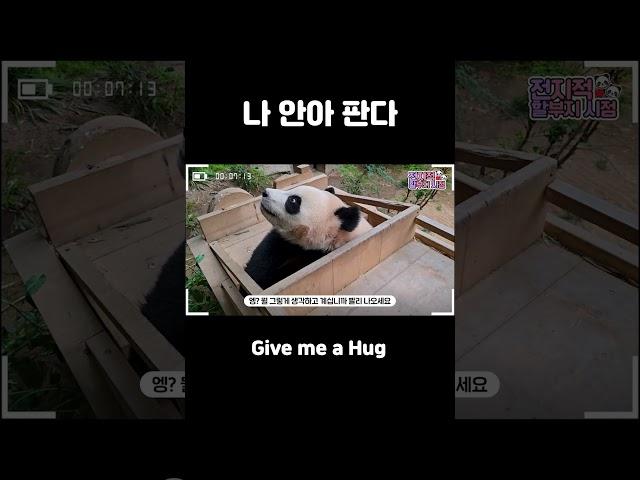 할부지 루이 안아
