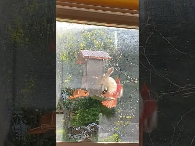 The Battle of Copper Roof Feeder 5/18/25 #birds #cardinal #wnc #appalachia #animals #feeder #house