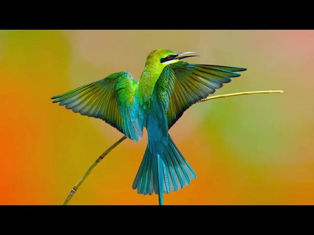 Sri lankan beautiful birds