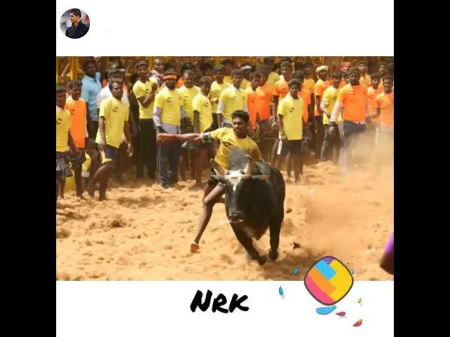 NRk jallikattu  video