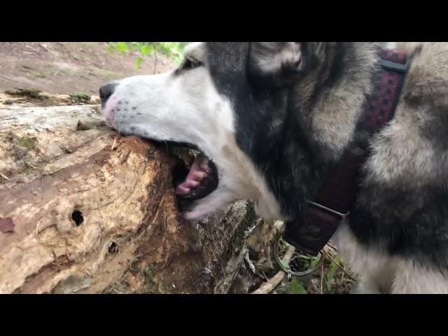 Stupid husky barking at log
