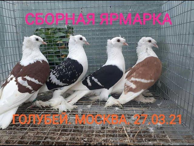 БОЛЬШАЯ СБОРНАЯ в МОСКВЕ.27.03.21 часть 1#голуби#голубеводство#pigeon#tauben#loft