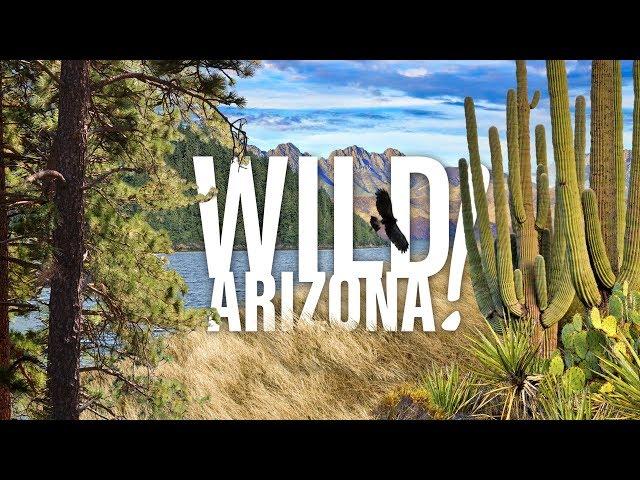 Wild Arizona!