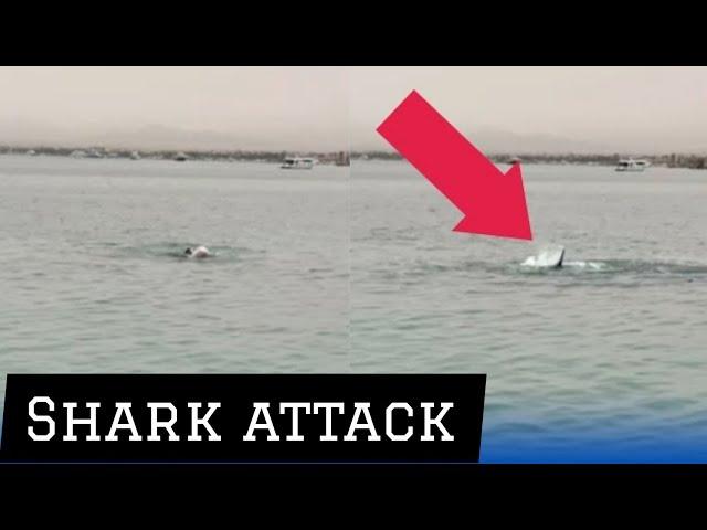 Shark attack: Moment Russian man mauled and killed by shark in Egypt | Russian news | Russia war