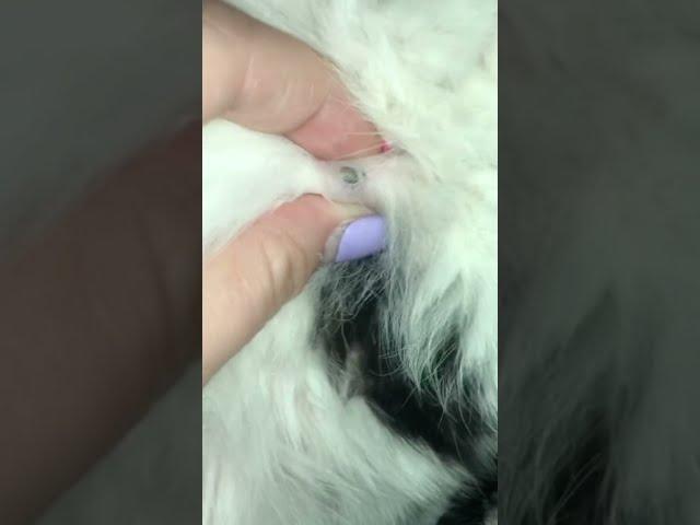 Cats Blackheads Removal Satisfying Videos   ‍⬛ 