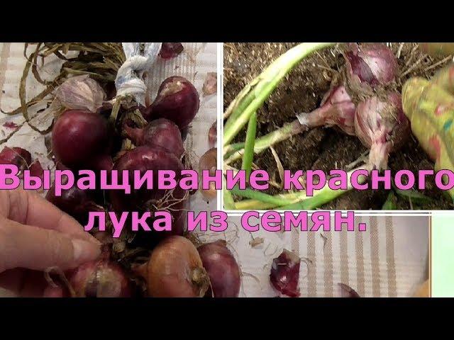 Выращивание красного лука из семян, сорта БРУНСВИК