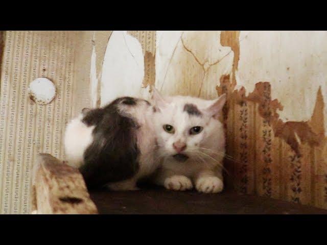 The Cat House of Horrors