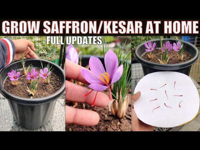 Grow Saffron/Kesar at Home | SEED TO HARVEST