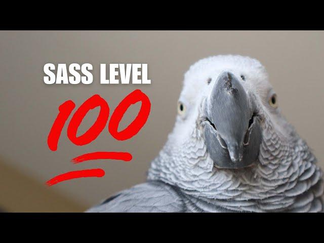 Gizmo the African Grey Parrot is full of Sass!