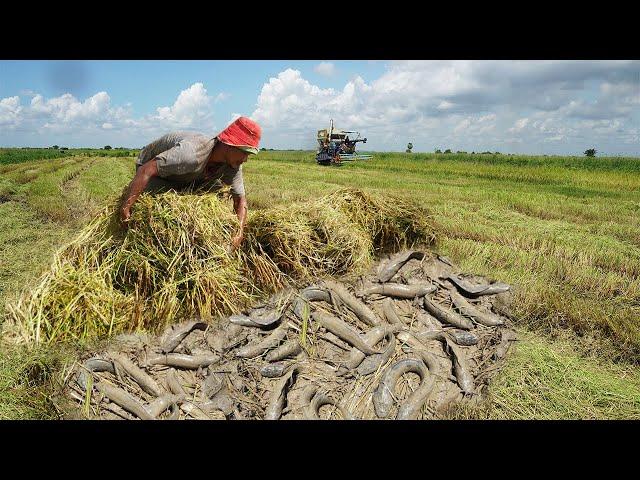 Awesome Fisherman Catch Fish in Harvest Rice Season : Best Fishing Videos 2025