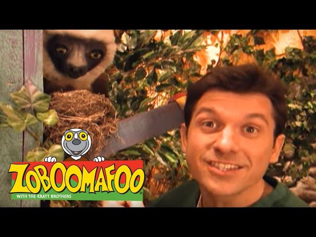 Zoboomafoo 112 - Homes (Full Episode)