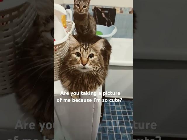 Are You Taking a Picture of Me Because I'm This Cute?  #cutecat #meow #foryou #catsoftiktok