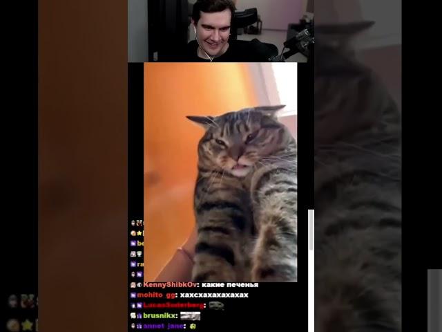 Котик #братишкин #твич #тикток #bratishkinoff #twitch #tiktok #tik-tok #твичру #твичтв