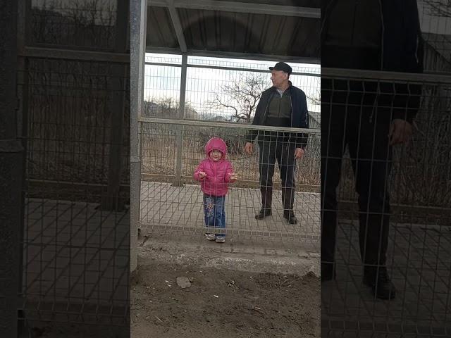 Папа вам не мама #чудо-девочка