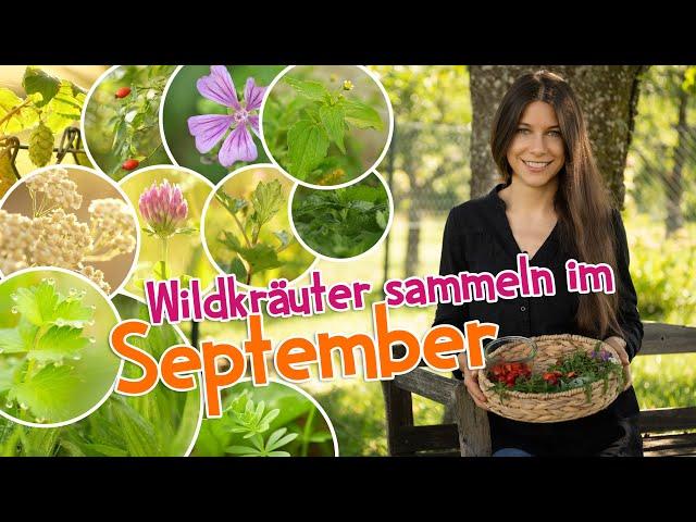 Wildkräuter sammeln im September  Schätze im Herbst  #garten #wildkräuter #heilpflanzen #kräuter